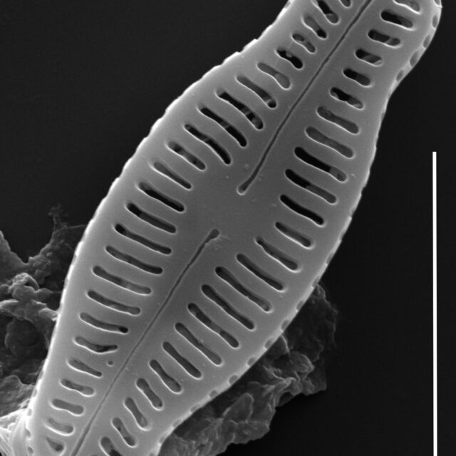 Humidophila schmassmanni SEM1