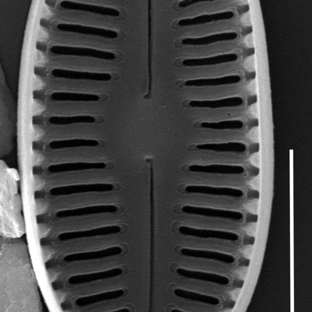 Humidophila schmassmanni SEM2