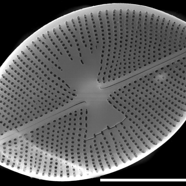 Planothidium oestrupii SEM2