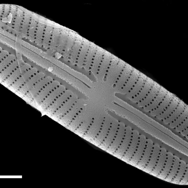 Sellaphora stroemii SEM2