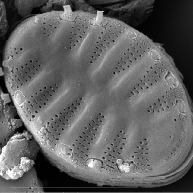 Punctastriata mimetica SEM3