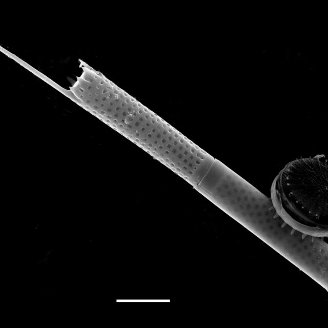 Aulacoseira granulata var angustissima SEM1