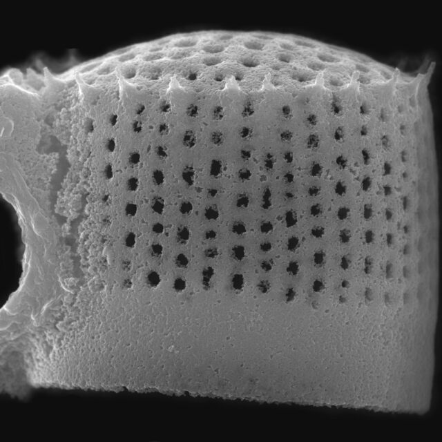 Aulacoseira nivaloides SEM2