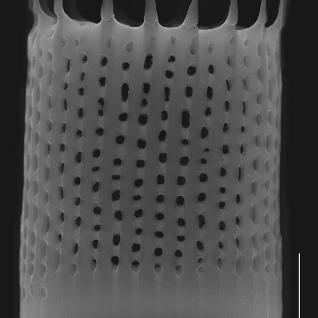 Aulacoseira nivaloides SEM1