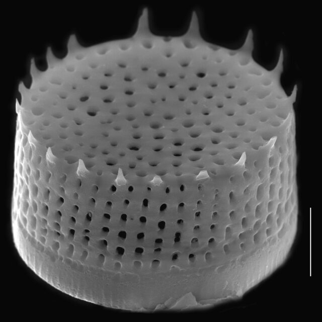 Aulacoseira nivaloides SEM3