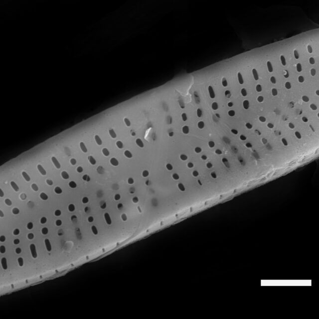 Achnanthidium minutissimum SEM3