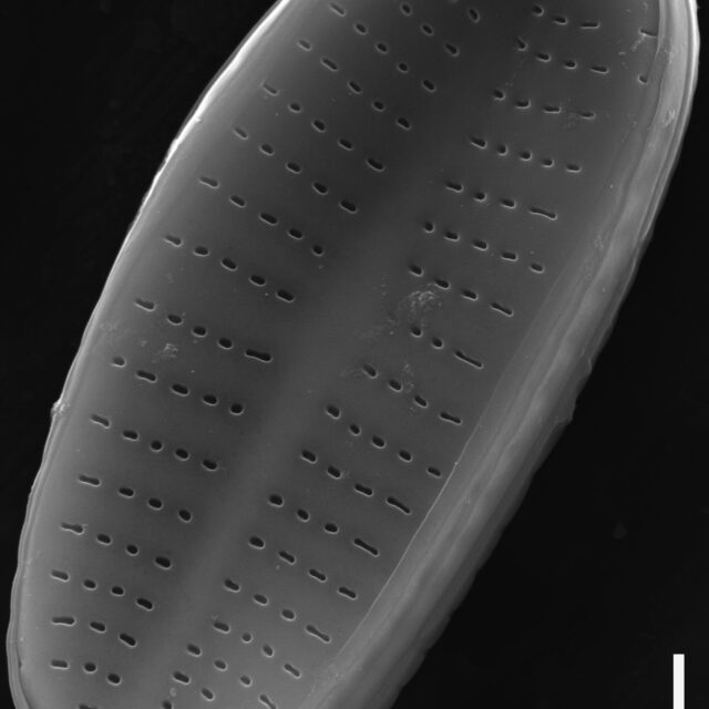 Achnanthidium rivulare SEM3