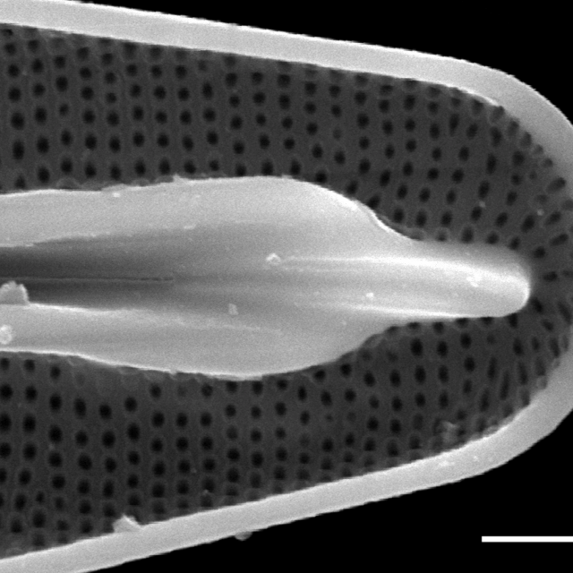 Frustulia amphipleuroides SEM1