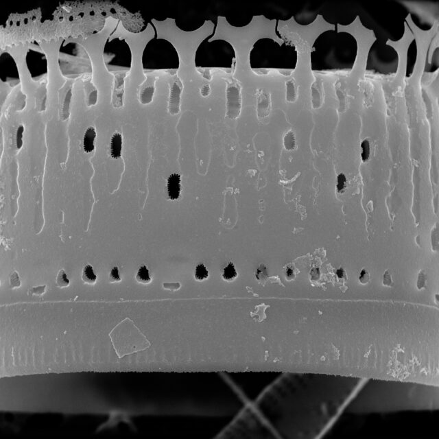 Aulacoseira newjerseyana SEM1