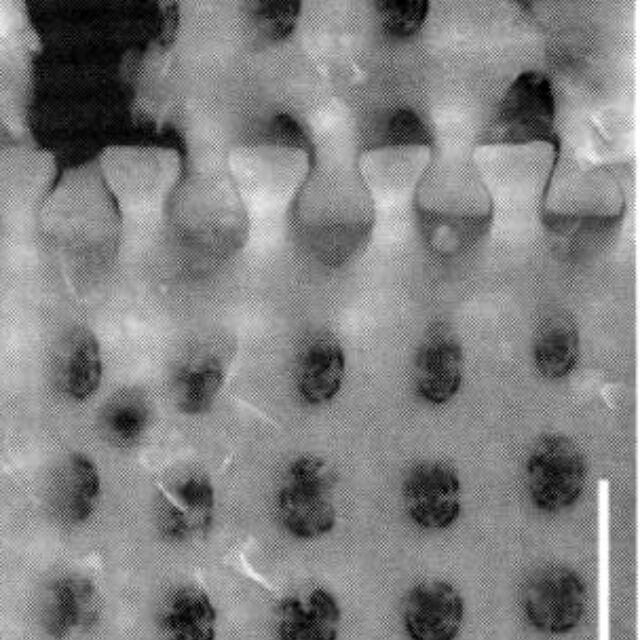 Aulacoseira canadensis SEM1