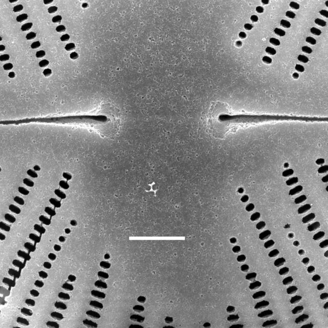 Navicula ludloviana SEM1