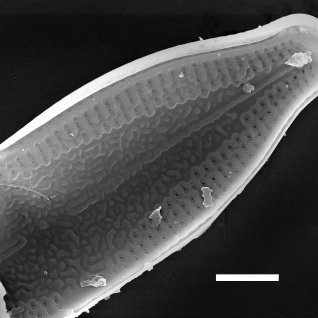 Nupela pennsylvanica SEM2