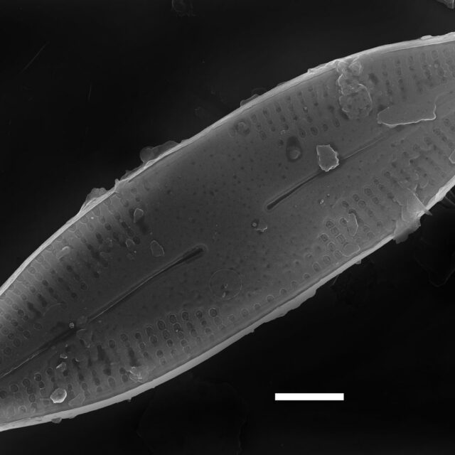 Nupela pennsylvanica SEM4