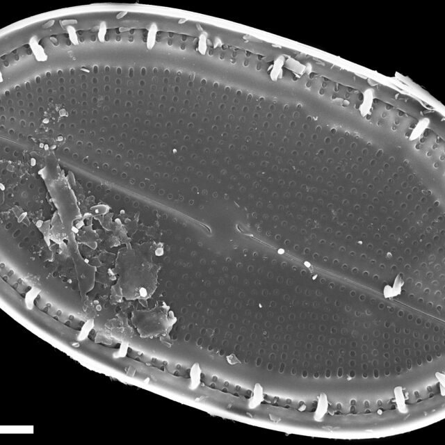 Cocconeis placentula SEM1