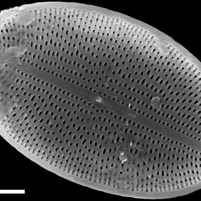 Cocconeis placentula SEM2