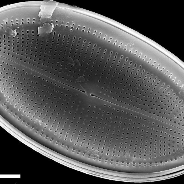 Cocconeis placentula SEM3