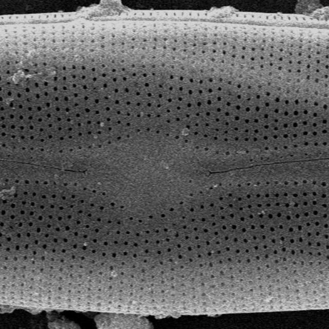 Frustulia asiatica SEM1