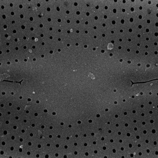 Frustulia asiatica SEM2