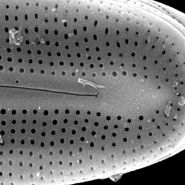 Frustulia asiatica SEM3