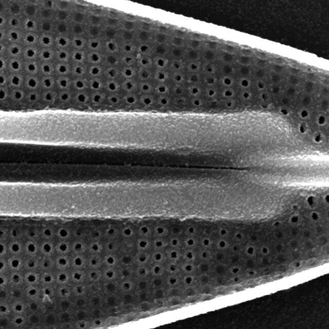 Frustulia rexii SEM1