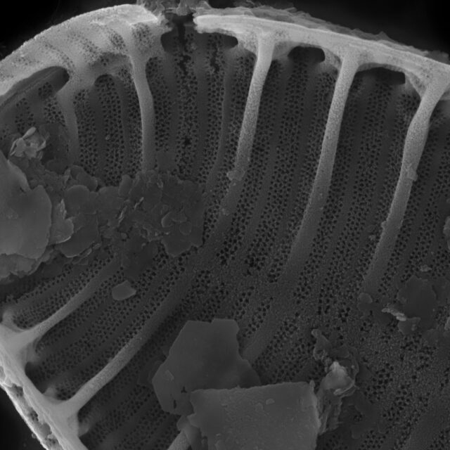 Surirella minuta SEM1