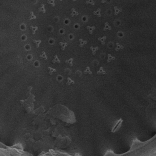 C Bodanica Intermedia  Sem4