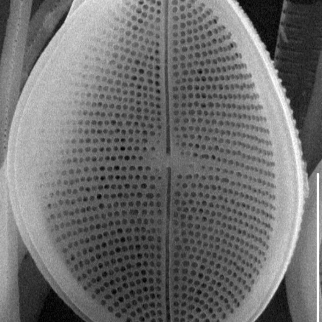 Cocconeis pediculus SEM1