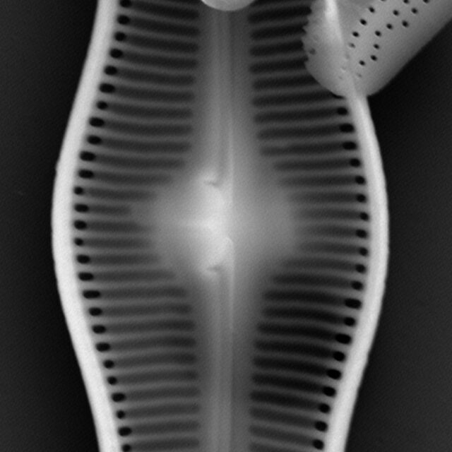 Caloneis schumanniana internal view 10µm