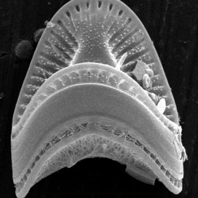 Campylodiscus hibernicus SEM1