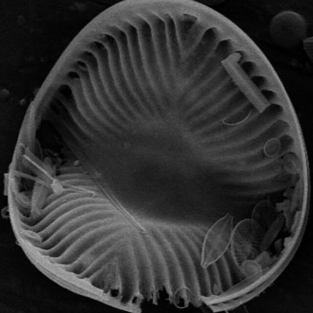 Campylodiscus hibernicus SEM2