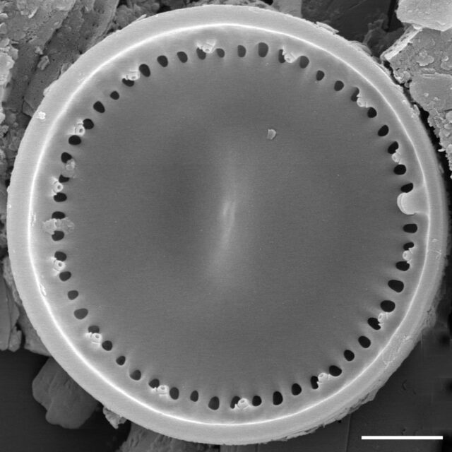 Cyclotella distinguenda SEM2