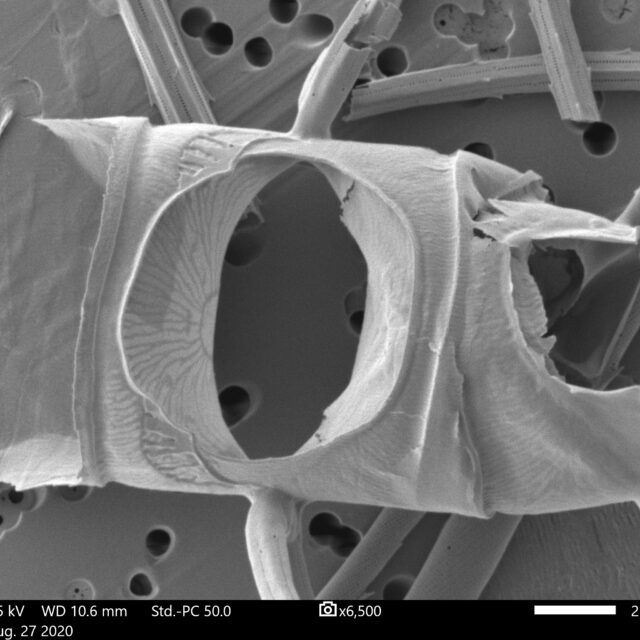 Chaetoceros constrictus SEM1