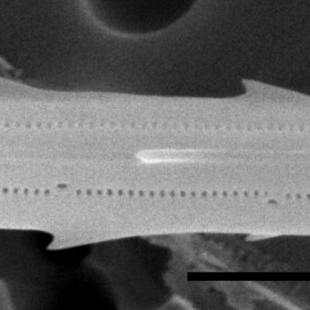 Chaetoceros constrictus SEM4