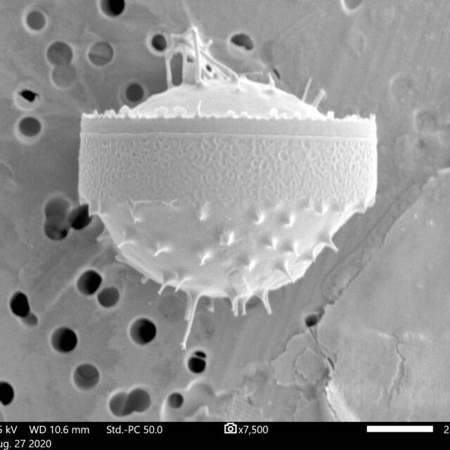 Chaetoceros constrictus SEM5