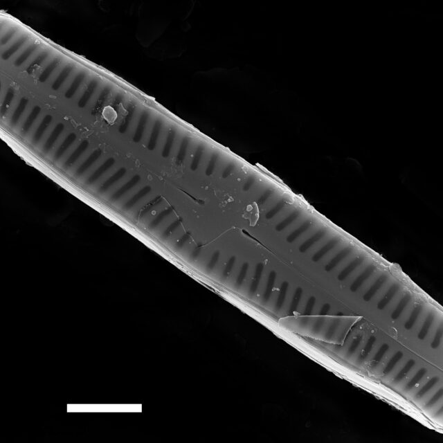 Chamaepinnularia gandrupii SEM1 ANSP PF43 021