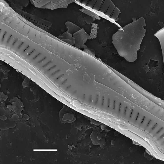 Chamaepinnularia krookii SEM1