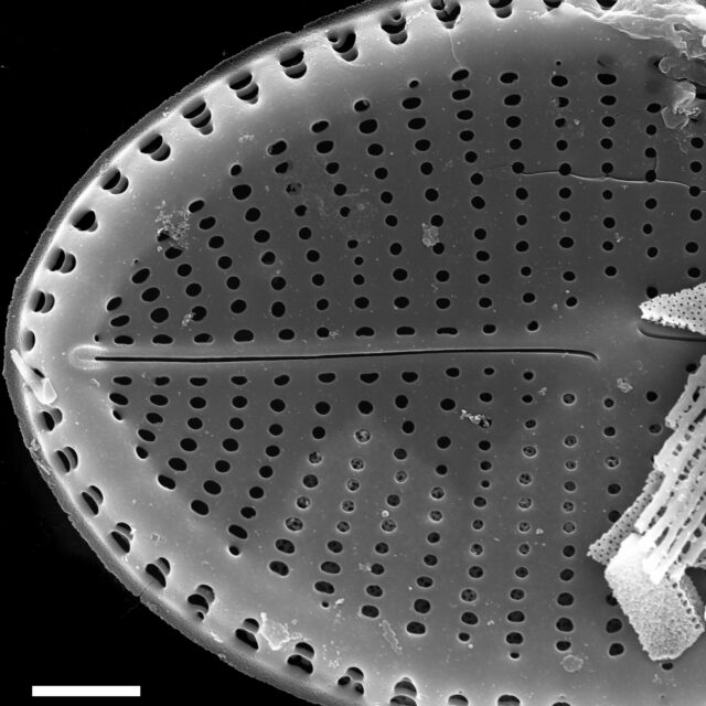 Cocconeis Fluviatilis Sem2 Nrsa1002 011