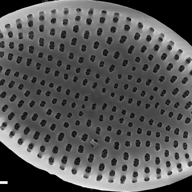 Cocconeis Fluviatilis Sem4 Nrsa1002 004