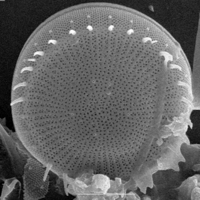 Stephanodiscus niagarae SEM1