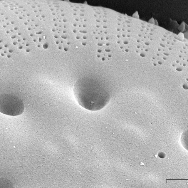 Cyclotella polymorpha SEM2