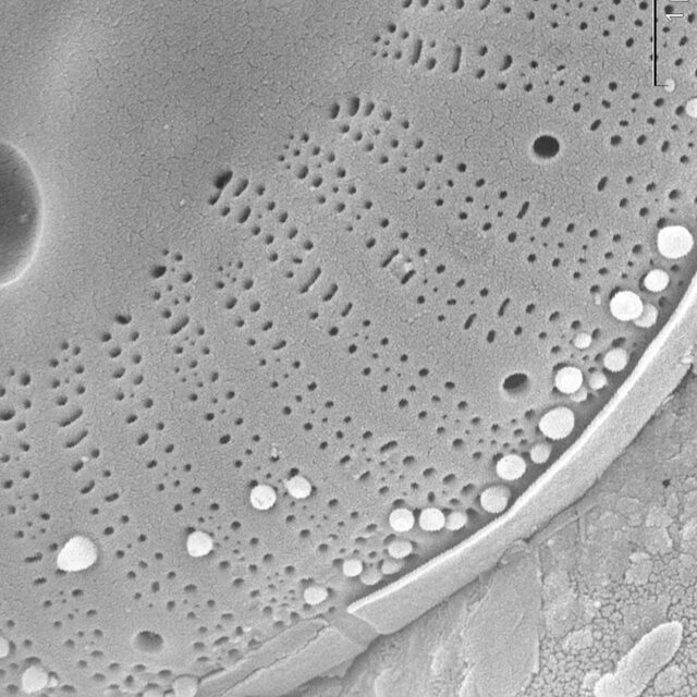 Cyclotella polymorpha SEM3