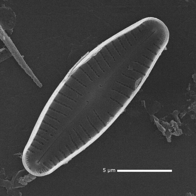 Cymbellafalsa diluviana SEM 2 MARL105800