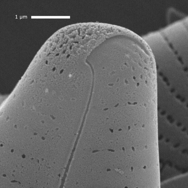 Cymbellafalsa diluviana SEM1 MARL105800