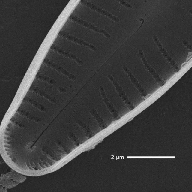 Cymbellafalsa diluviana SEM3 MARL105800