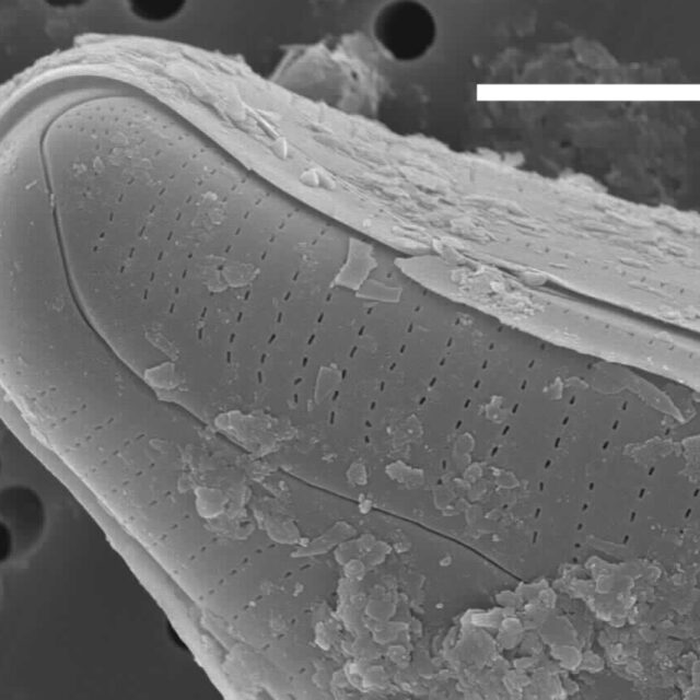 Cymbopleura edlundii SEM1