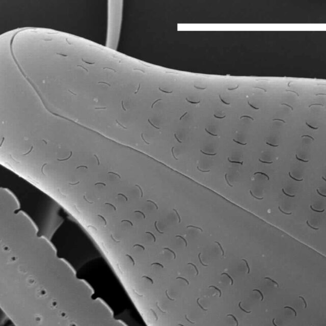 Cymbopleura sublanceolata SEM1