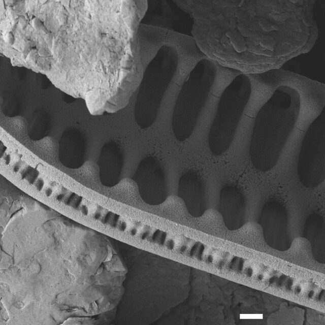 Surirella arctica SEM4