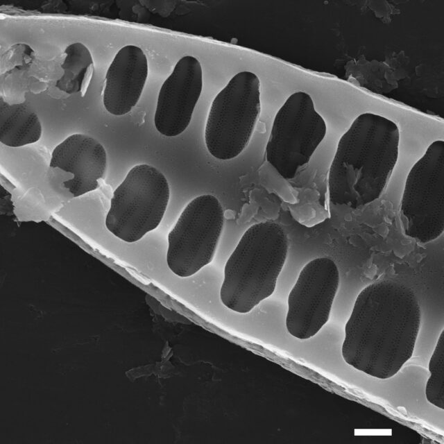 Surirella arctica SEM3