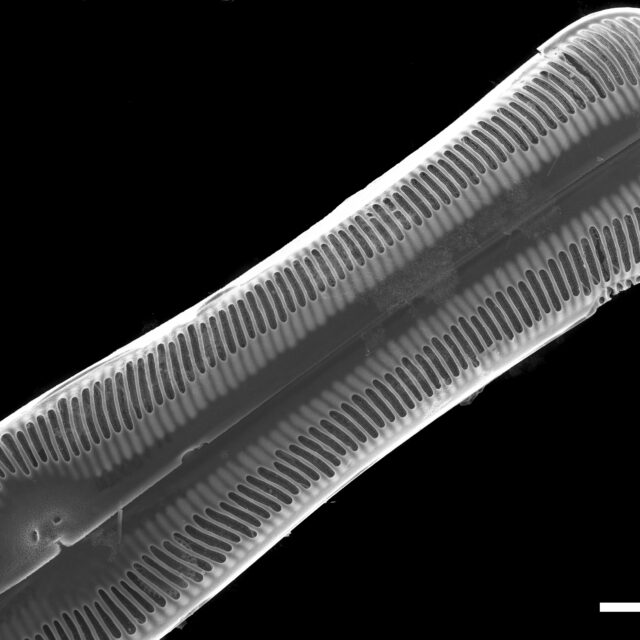 Pinnularia alabamae SEM2