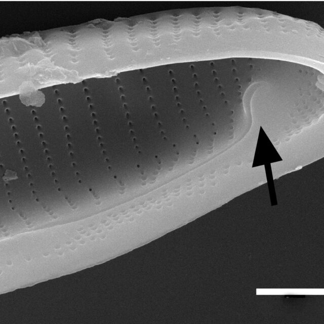 Eunotia macroglossa SEM6